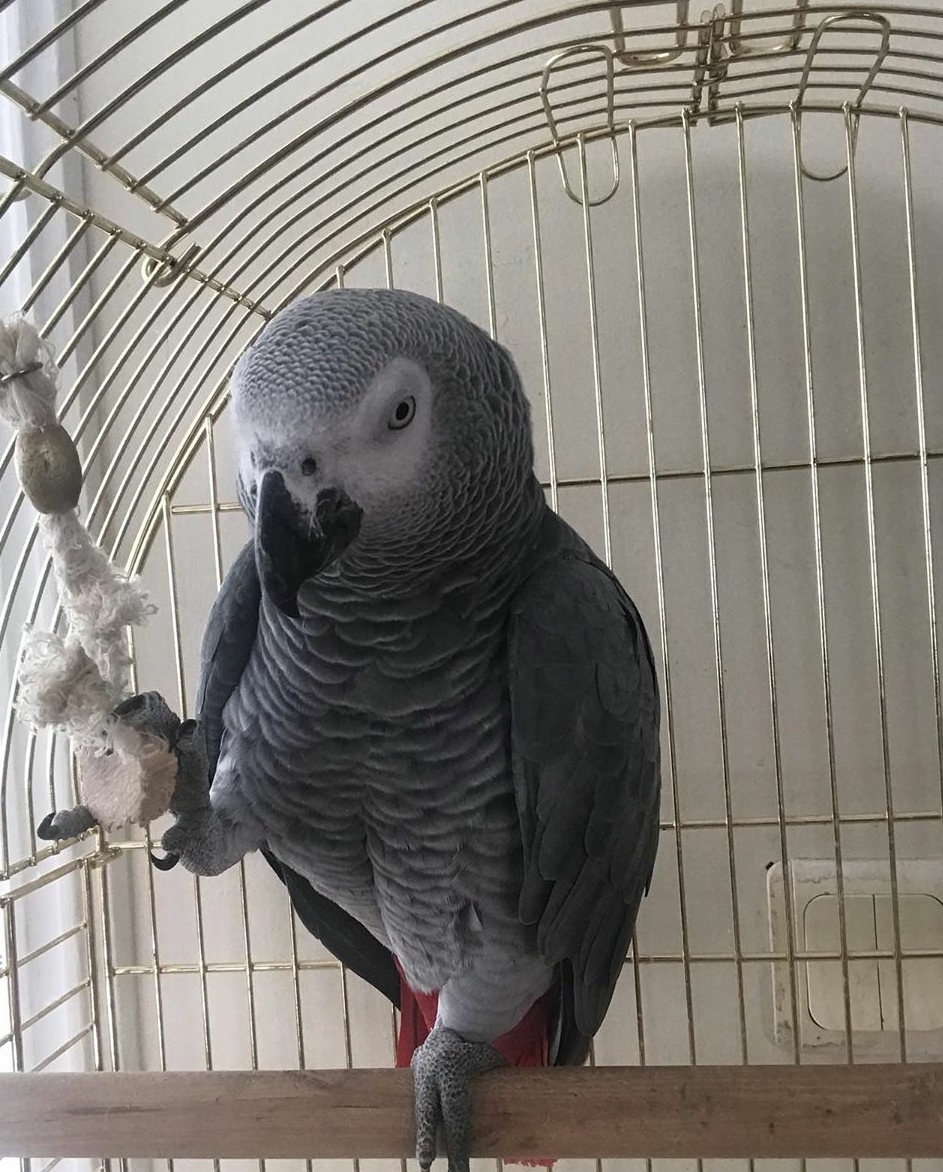 Perroquets gris d'Afrique à vendre